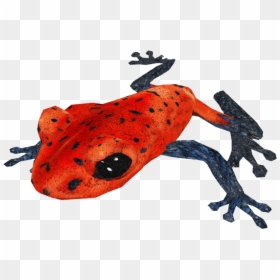 Poison Dart Frog Png, Transparent Png - frog png