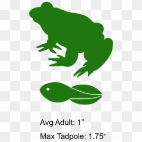 Transparent Frog Clipart, HD Png Download - frog png