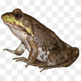 Eastern Spadefoot, HD Png Download - frog png