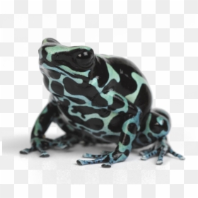 Poison Dart Frog .png, Transparent Png - frog png