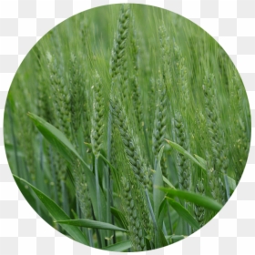 Cash Crop, HD Png Download - wheat png