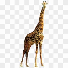 Giraffe Png, Transparent Png - giraffe png