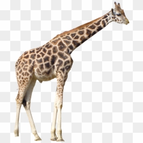 Giraffe Png, Transparent Png - giraffe png