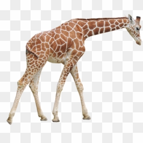 Giraffe Png, Transparent Png - giraffe png