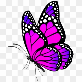 Butterflies Png, Transparent Png - butterflies png