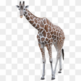 Giraffe Transparent Background, HD Png Download - giraffe png