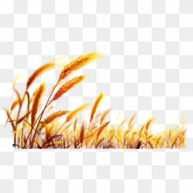 Transparent Background Wheat Png, Png Download - wheat png