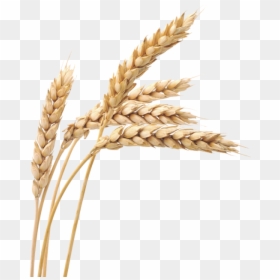 Wheat Png, Transparent Png - wheat png