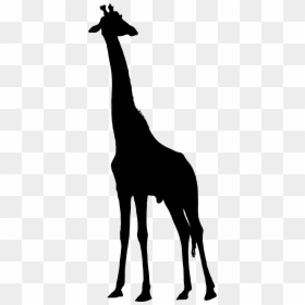 Silhouette Giraffe Clipart, HD Png Download - giraffe png