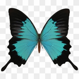 Butterfly Vector Transparent Background, HD Png Download - butterflies png