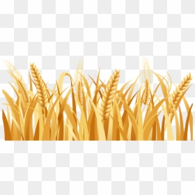 Wheat Png, Transparent Png - wheat png