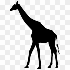 Black Giraffe Transparent Background, HD Png Download - giraffe png