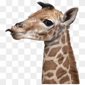Giraffe Png, Transparent Png - giraffe png