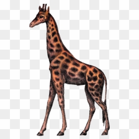 Vintage Giraffe Png, Transparent Png - giraffe png