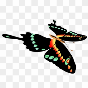 Clip Art, HD Png Download - butterflies png