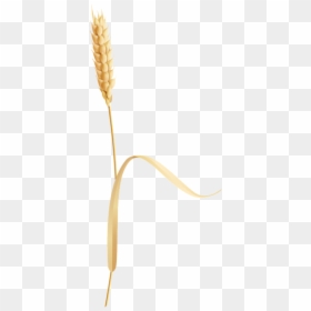 Artificial Flower, HD Png Download - wheat png
