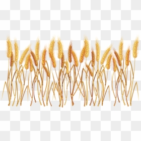 Clipart Wheat, HD Png Download - wheat png