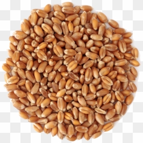 Wheat Middlings, HD Png Download - wheat png