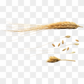 Flying Wheat Png, Transparent Png - wheat png
