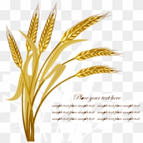 Wheat Vector, HD Png Download - wheat png