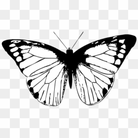 Black And White Transparent Background Butterfly Png, Png Download - butterflies png