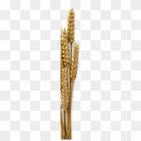 Triticale, HD Png Download - wheat png