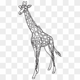 Giraffe Outline Png, Transparent Png - giraffe png