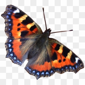 Бабочка Png, Transparent Png - butterflies png