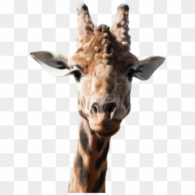 Giraffe Head Png, Transparent Png - giraffe png