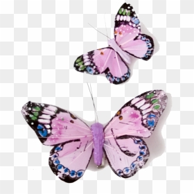 Butterfly, HD Png Download - butterflies png