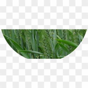 Triticale, HD Png Download - wheat png