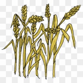 Grain Clipart, HD Png Download - wheat png
