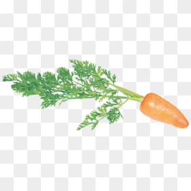 Clip Art Vegetables, HD Png Download - carrot png