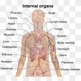 Human Organs, HD Png Download - human png