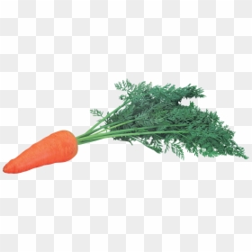 Морков Пнг, HD Png Download - carrot png