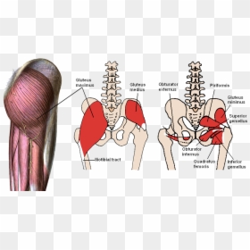 Muscles Of The Hip Complex, HD Png Download - human png