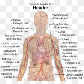 Human Body Diagram, HD Png Download - human png