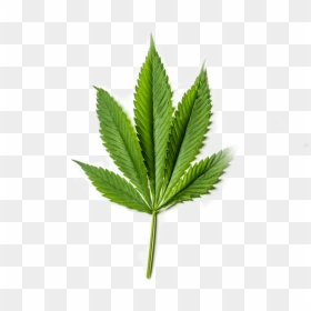 Cbd Leaf Transparent, HD Png Download - marijuana leaf png