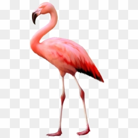 Flamingo Ostrich, HD Png Download - flamingo png