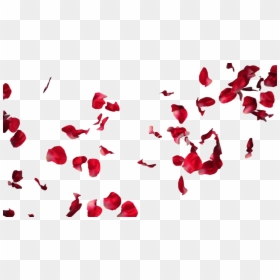 Transparent Background Rose Petals Png, Png Download - rose petals png