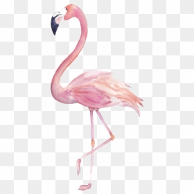 Transparent Background Flamingo Clip Art, HD Png Download - flamingo png