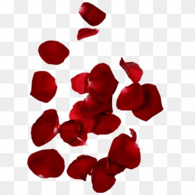 Transparent Background Rose Petals Png, Png Download - rose petals png