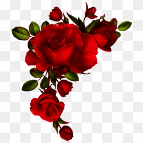 Watercolor Red Roses Png, Transparent Png - rose petals png