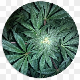 Cannabis, HD Png Download - marijuana leaf png