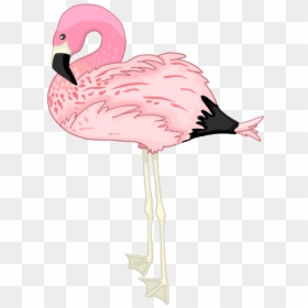Flamingo Png, Transparent Png - flamingo png