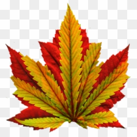 Marijuana Leaf Png, Transparent Png - marijuana leaf png