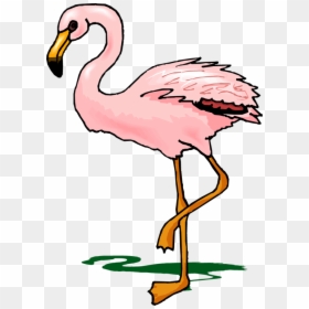 Flamingo Flashcard, HD Png Download - flamingo png