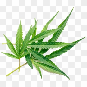 Hemp Leaf On White Background, HD Png Download - marijuana leaf png