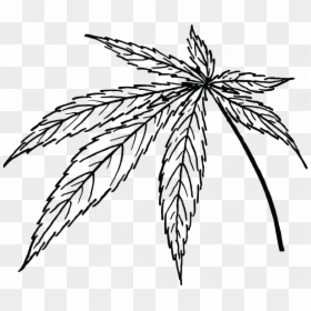 Line Drawing Of Cannabis Leaf, HD Png Download - marijuana leaf png