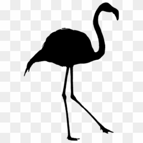 Bird In Black Outline, HD Png Download - flamingo png